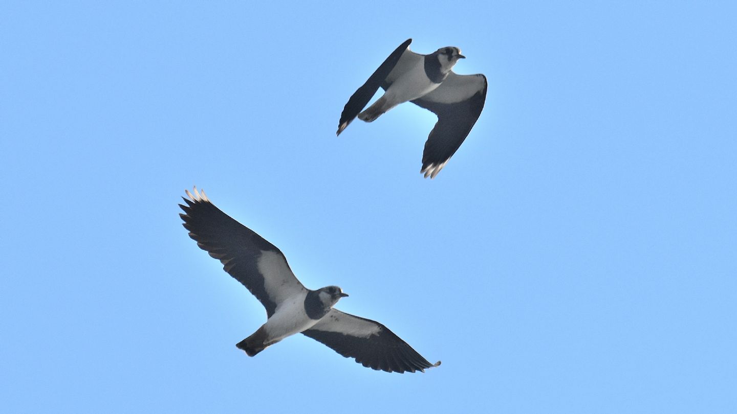 Cosa sono ?  Pavoncelle (Vanellus vanellus)